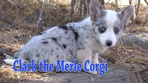 3m blue merle corgis, jacksboro, texas. Clark The Merle Corgi Youtube