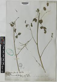 Image result for Indigofera subulata