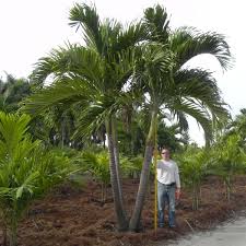 Image result for Adonidia