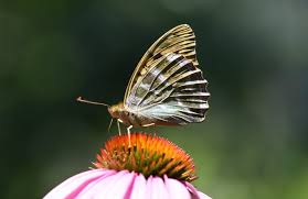 Image result for site:byggahus.se Macro