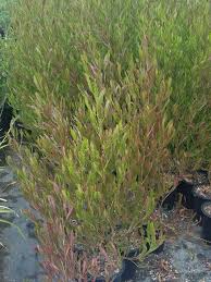 Image result for Dodonaea viscosa