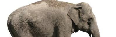 Image result for elephant anatomy