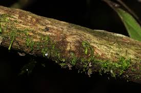 Image result for Tricalysia verdcourtiana