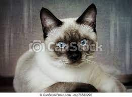 Find dogs find cats find birds find rabbits find horses. Portrait Of Siamese Kitten Siamese Kitten With Blue Eyes Lies On The Table Looking Into The Lens Canstock