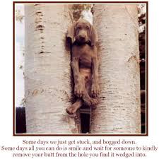 Animals being an important part of this whole universe are always very funny and gawky specially when they make weird faces and you give perfect caption. Dog Funny Animal Quotes Quotesgram