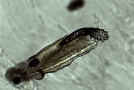 Image result for Demodex brevis