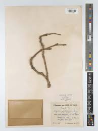 Image result for Xylia africana