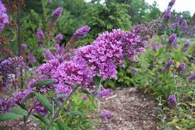 Buddleia Davidii Peacock 1 Qt Peacock Butterfly Bush 1 Qt Buddleja Davidii Butterfly Bush Hummingbird Plants