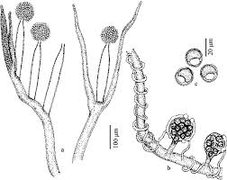 Image result for Achyropsis