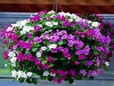 Image result for Impatiens bequaertii