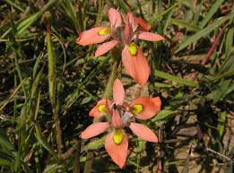 Image result for Moraea natalensis