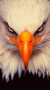 Eagle Wallpapers Best 15 Eagle Wallpaper For Iphone Eagle Wallpaper Eagle Pictures Eagle Images