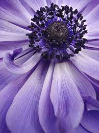 Purple Anemone Flower Close Up Purple Garden Beautiful Flowers