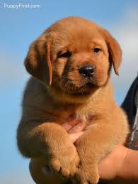Shut The Front Door Red Labrador Retriever Labrador Retriever Red Lab Puppies Lab Puppies