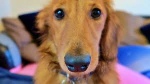 Always check with a reputable breeder how they achieved their dogs. A Day In The Life Of A Miniature Dachshund Puppy