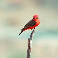 Birds Outside My Window Meaning Cardenalito Art Blog Bird Photo Beautiful Creatures