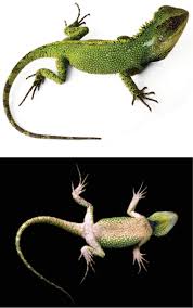 Image result for Dolichos pseudocajanus