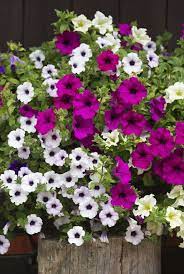 Petunia Petunia Sp Easiest Flowers To Grow Petunia Flower Container Flowers