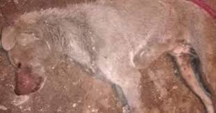 صور سلعوة تعقر 18 شخصا بأسيوط والأمن ينجح فى قتلها عاجل أخبار