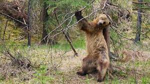 Back bear scratches bear scratches scratches back bear back cute symbol cartoon background icon character sweet teddy decoration element teddy bear baby child sketch adorable decorative. Bbc One Planet Earth Ii Mountains Back Scratching Bears