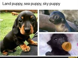 Pin On Beautiful Animals Uwu
