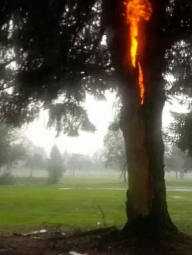 trees will occasionally be hit directly by lightning, causing the tree to burn from the inside or even sometimes just outright explode the tree doesn't burn the way you would think a