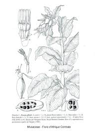 Image result for Sarcophrynium prionogonium