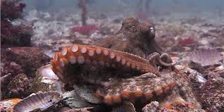 Do you want to know how long do octopuses live? Octopuses Are Crawling Out Of The Water In Wales Surprising Locals