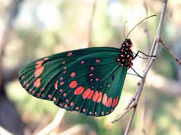 Importancia De Las Mariposas Imagenes De Mariposas Mariposas De Colores Mariposas