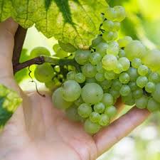 Pflege Von Weinreben Im Garten Sorten Pflanzen Und Krankheiten Weintrauben Pflanzen Pflanzen Weintrauben