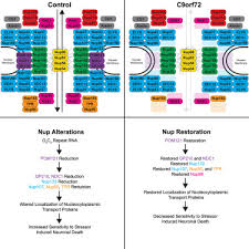 Dispenser has experienced a sensor failure. G4c2 Repeat Rna Initiates A Pom121 Mediated Reduction In Specific Nucleoporins In C9orf72 Als Ftd Sciencedirect