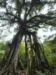 Image result for Afrocarpus usambarensis