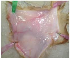 Image result for Hibiscus aethiopicus