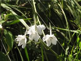 Image result for Satyrium sphaeranthum