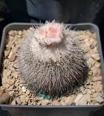 Image result for Phyllanthus caespitosus