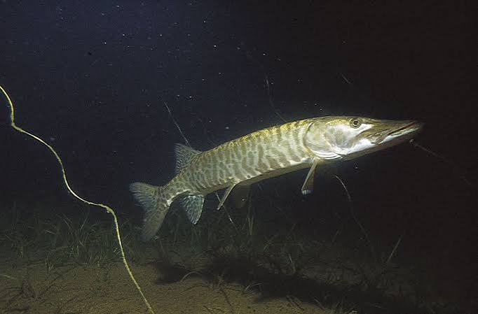 Muskellunge | Freshwater Predator, Apex Predator, Giant Fish | Britannica