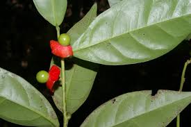 Image result for Heisteria