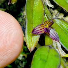 Image result for Bulbophyllum burttii