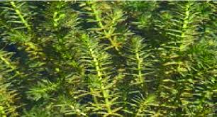 Image result for Hydrilla verticillata