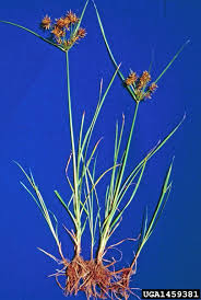 Image result for Cyperus esculentus