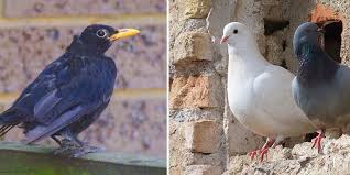 Looking to scare birds away for good? How To Scare Birds Away Pest Control Southside