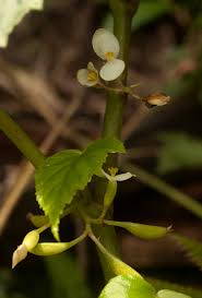 Image result for Begonia oxyloba