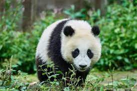 122 отметок «нравится», 4 комментариев — @ecologie_fr в instagram: Le Panda Est Il En Voie De Disparition