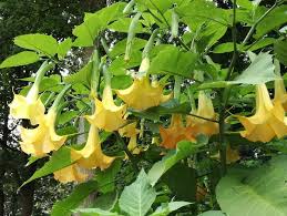 Résultat de recherche d'images pour "brugmansia"