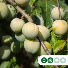 Image result for prunus domestica oullins
