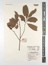 Image result for Brackenridgea