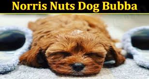 But for those who think you are the biggest fan of norris nuts can you score a ten on ten on this quiz if yes then let's try but if you lose you won't be allowed to listen. 70guyxnvjkgnzm