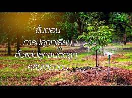 ข นตอนการปล กท เร ยน ต งแต ปล กจนต ดล ก คล ปเด ยวจบ youtube