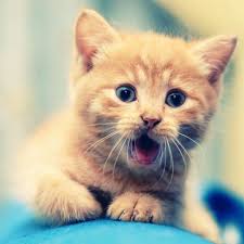 Desktop, tablet, iphone 8, iphone 8. Collection Top 30 Cat Wallpaper For Tablet Hd Download