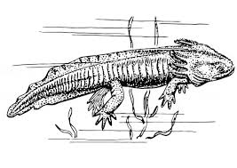 Free, printable coloring pages for adults that are not only fun but extremely relaxing. Salamander Coloring Page Animals Town Animals Color Sheet Salamander Free Printable Coloring Pages Animals